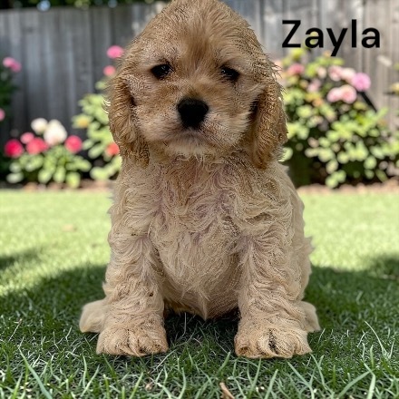 puppy, for, sale, Cocker Spaniel, Joe & Cherri  Overlease, dog, breeder, Miller, MO, dog-breeder, puppy-for-sale, forsale, nearby, find, puppyfind, locator, puppylocator, aca